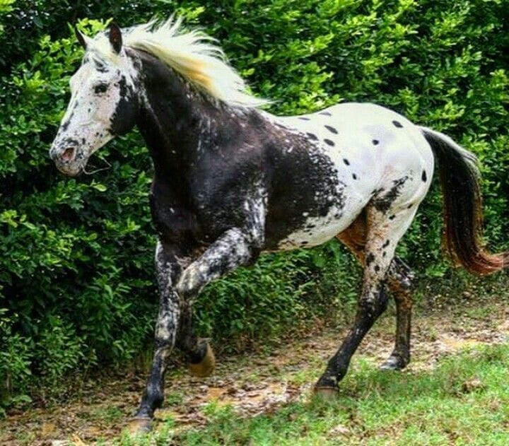Horse With Great Markings